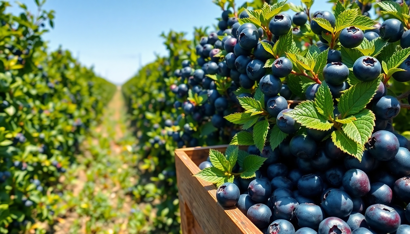 Yüksek Verimli Yaban Mersini Çeşitleri