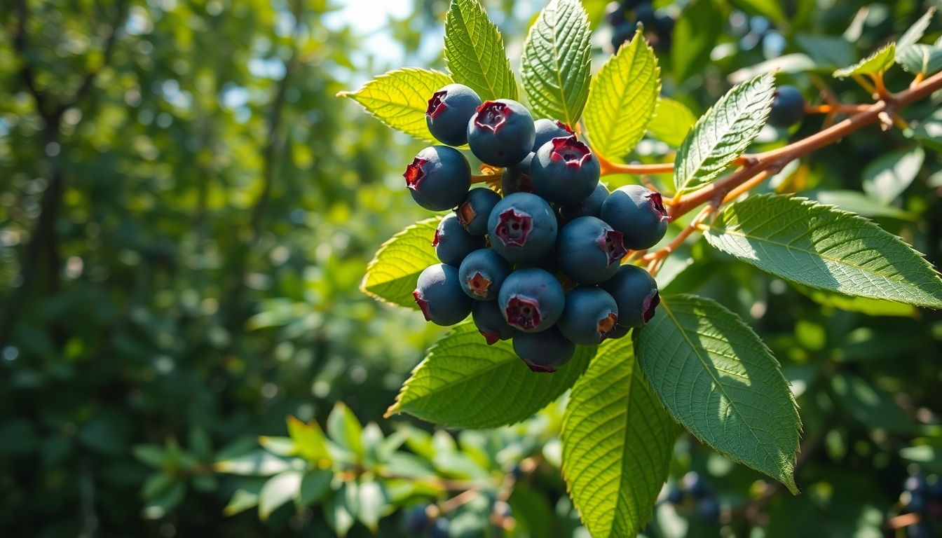 Yaban Mersini Nedir ve Genel Özellikleri