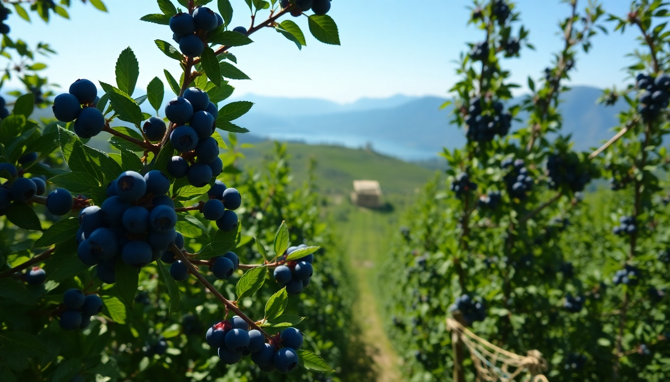 Gelecekte Yaban Mersini Türlerinin Korunması ve Geliştirilmesi