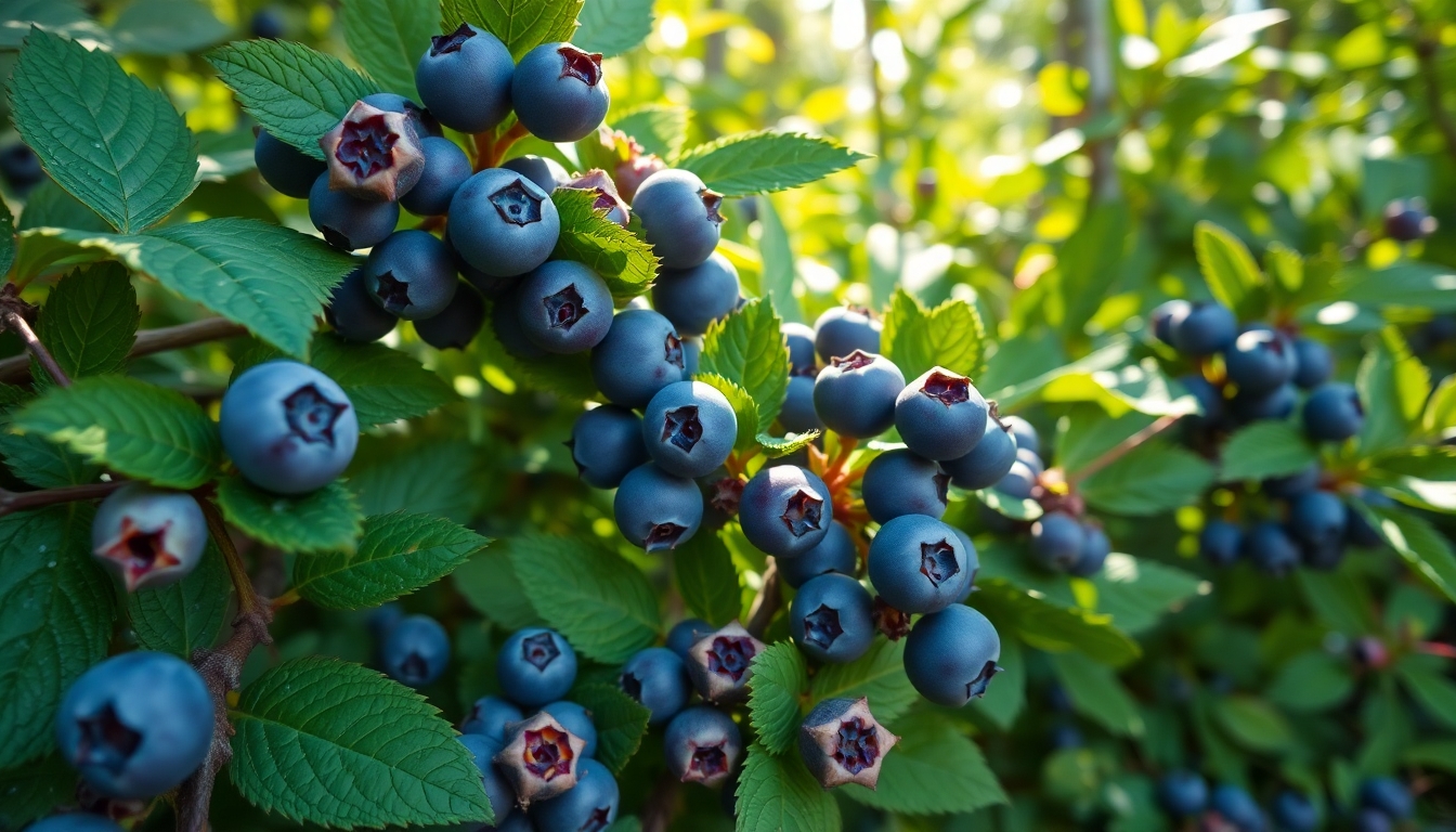 Karadeniz’de Bulunan Yaban Mersini Türleri