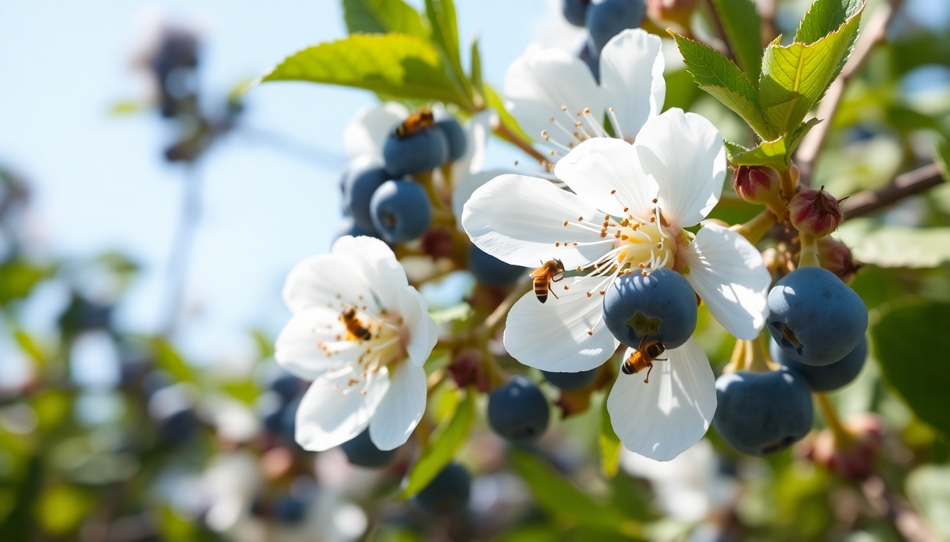 Yaban Mersini Chandler: Dev Taneli Çeşit 4 Çiçeklenme ve Tozlaşma Mekanizmaları