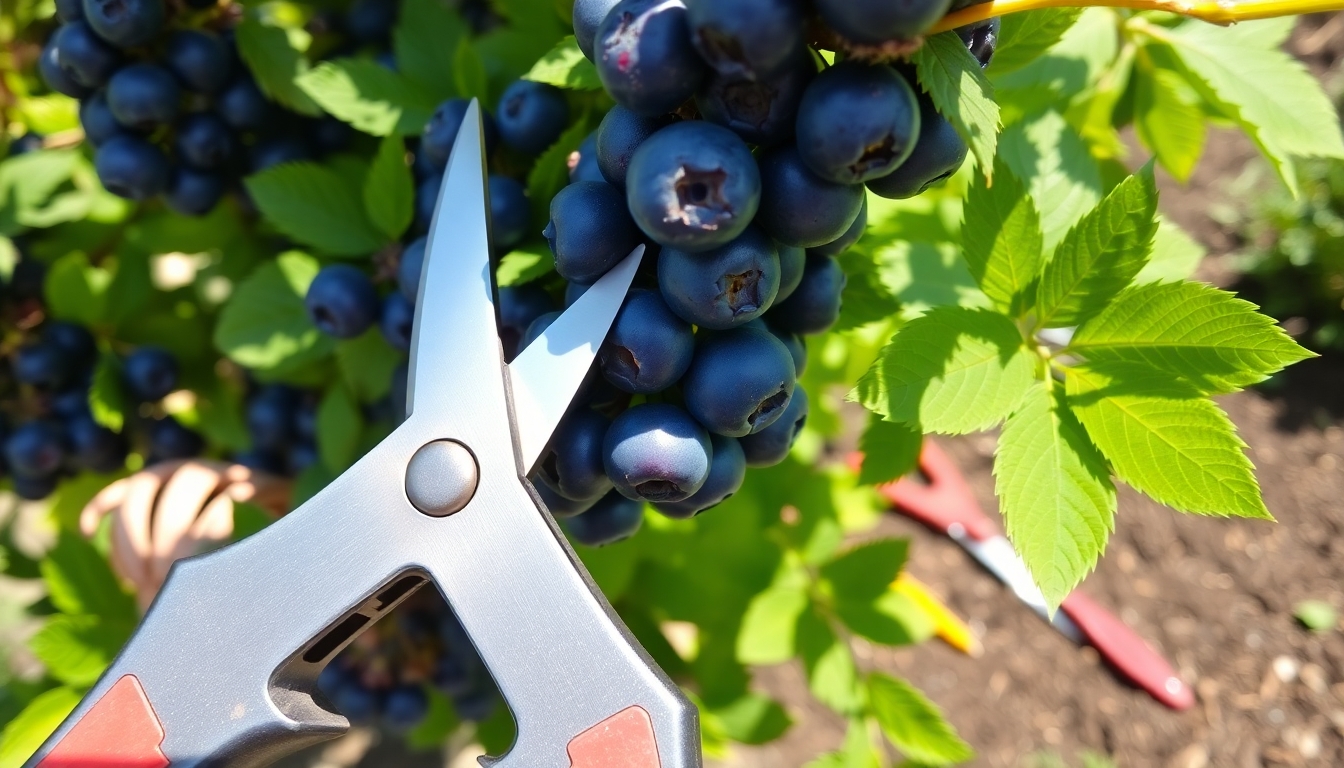 Yaban Mersini Chandler: Dev Taneli Çeşit 7 Budama Teknikleri ve Bakım İpuçları
