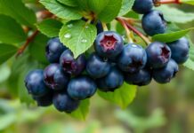 Karadeniz’de Yaban Mersini Yetiştiriciliği Yaban Mersini Top Hat’ın Genel Tanımı