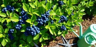 Sporcularda Yaban Mersini ile Maksimum Performans Budama ve Bakım Teknikleri