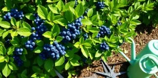 Sporcularda Yaban Mersini ile Maksimum Performans Budama ve Bakım Teknikleri