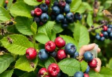 Yaban Mersini Zararlıları ve Mücadele Yöntemleri Yaban Mersini Zararlıları ve Mücadele Yöntemleri