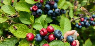 Yaban Mersini Zararlıları ve Mücadele Yöntemleri Yaban Mersini Zararlıları ve Mücadele Yöntemleri