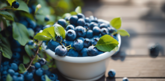 Balkonda Saksıda Yaban Mersini Nasıl Yetiştirilir? Adım Adım Rehber