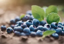 Yaşlılarda Yaban Mersini ve Romatizma Rahatlatıcı