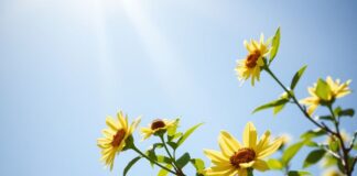 Doğal Işık ve Sağlık: Güneş Enerjisi ve Ruh Sağlığımız Natural Light and Health: Solar Energy and Our Mental Well-being