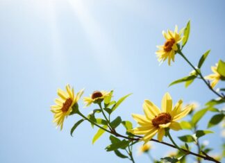 Doğal Işık ve Sağlık: Güneş Enerjisi ve Ruh Sağlığımız Natural Light and Health: Solar Energy and Our Mental Well-being