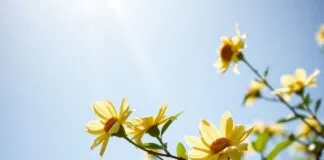 Doğal Işık ve Sağlık: Güneşin Vücut ve Zihin Üzerindeki Faydaları Natural Light and Health: The Benefits of the Sun on the Body and Mind