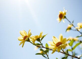 Doğal Işık ve Sağlık: Güneşin Vücut ve Zihin Üzerindeki Faydaları Natural Light and Health: The Benefits of the Sun on the Body and Mind