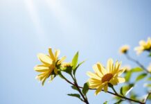 Doğal Işık ve Sağlığınız: Güneşin Gizli Faydaları Natural Light and Your Health: The Hidden Benefits of the Sun