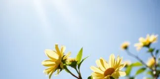 Doğal Işık ve Sağlığınız: Güneşin Gizli Faydaları Natural Light and Your Health: The Hidden Benefits of the Sun