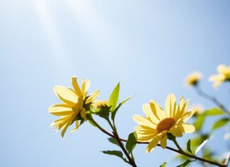 Doğal Işık ve Sağlığınız: Güneşin Gizli Faydaları Natural Light and Your Health: The Hidden Benefits of the Sun