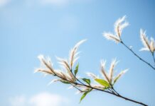 Sağlıklı Yaşam İçin Doğal Hava ve Rüzgârın Önemi The Importance of Natural Air and Wind for a Healthy Life